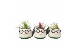 Tillandsia arrangement Tillandsia mini dude1 pp