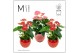 Anthurium andr. mix Mimesis Anthurium KARMA Red & Pink - Lisa Red & Pi 