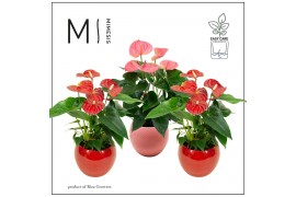 Anthurium andr. mix Mimesis Anthurium KARMA Red & Pink - Lisa Red & Pi