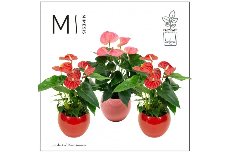 Anthurium andr. mix Mimesis Anthurium KARMA Red & Pink - Lisa Red & Pi 