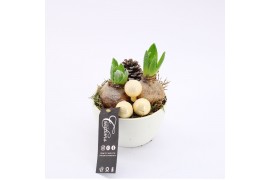 Arrangementen hyacinthus XHF-2512 Xmas Hyacint Fundamentals 2 pp