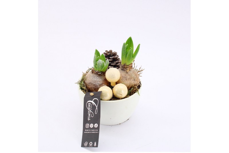 Arrangementen hyacinthus XHF-2512 Xmas Hyacint Fundamentals 2 pp 