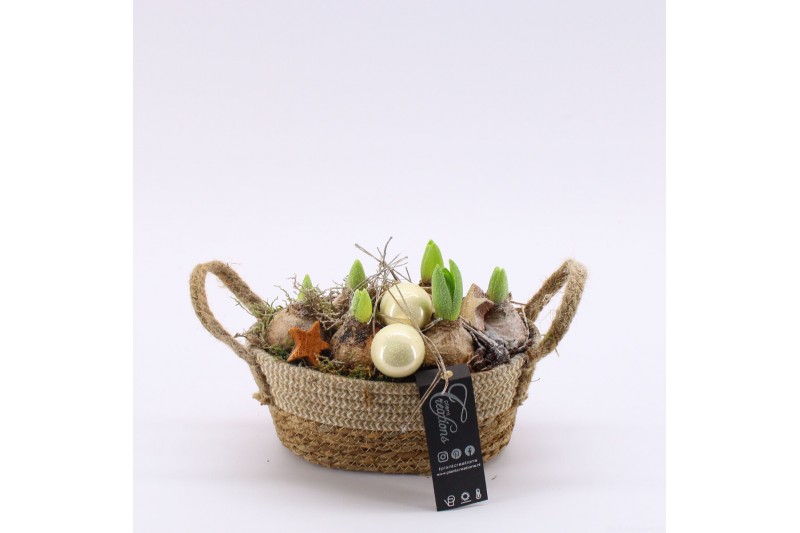 Arrangementen hyacinthus XHF-2518 Xmas Hyacint Fundamentals 2 pp 