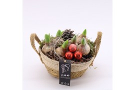 Arrangementen hyacinthus XHF-2519 Xmas Hyacint Fundamentals 2 pp