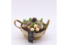 Arrangementen hyacinthus XHF-2520 Xmas Hyacint Fundamentals 2 pp