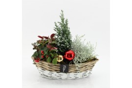 Arrangementen tuinplanten ODXM-2503 Xmas Outdoor 3 pp