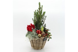 Arrangementen tuinplanten ODXM-2508 Xmas Outdoor 5 pp