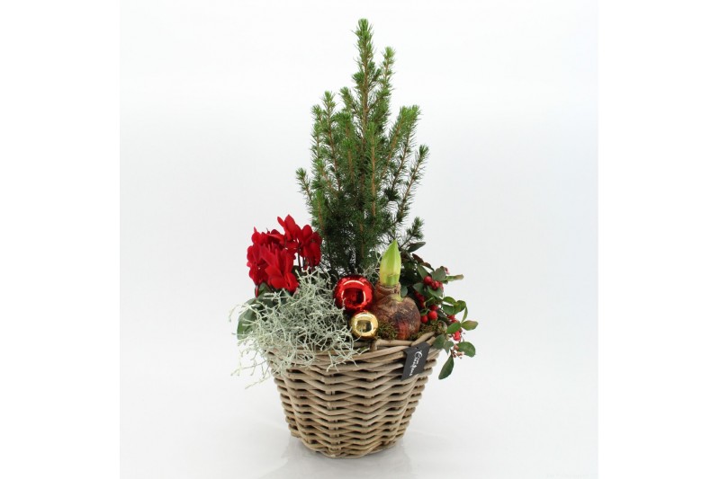 Arrangementen tuinplanten ODXM-2508 Xmas Outdoor 5 pp 