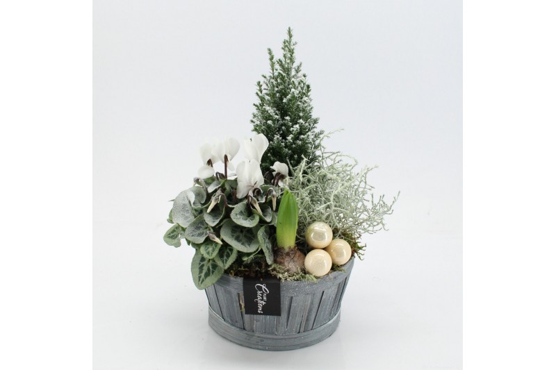 Arrangementen tuinplanten ODXM-2522 Xmas Outdoor 4 pp 