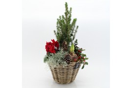 Arrangementen tuinplanten ODXM-2531 Xmas Outdoor 5 pp