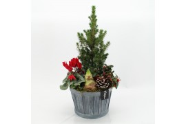 Arrangementen tuinplanten ODXM-2534 Xmas Outdoor 4 pp