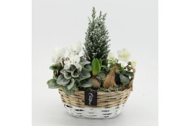 Arrangementen tuinplanten ODXM-2539 Xmas Outdoor 4 pp