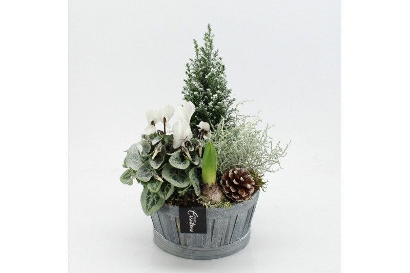 Arrangementen tuinplanten ODXM-2545 Xmas Outdoor 4 pp 