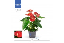 Anthurium andr. karma red Anthurium - KARMA Red | 12cm | Met hoes 5 bl