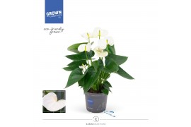 Anthurium andr. karma white Anthurium - KARMA White | 12cm 4 bl. 2 pp