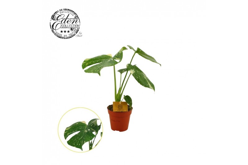 Monstera deliciosa thai constellation Monstera Thai Constellation 12cm 