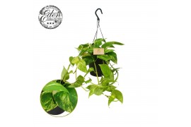 Epipremnum pinnatum hang Epipremnum Hawaien 17cm HP 35 - 39  cm 3 pp