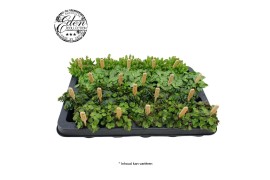 Kamerplanten mix Gemengde tray 5,5cm Mix B