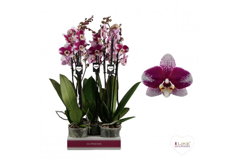 Phalaenopsis anthura barcelona Phalaenopsis Barcelona - 3 tak 70cm 20  