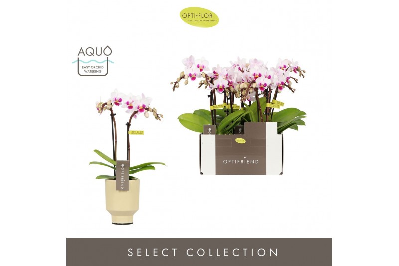 Phalaenopsis multiflora Optifriend Alice 2 spike in Emilia Sand Aquo 1 