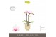 Phalaenopsis multiflora Optifriend Alice 2 spike in Emilia Sand Aquo 1 