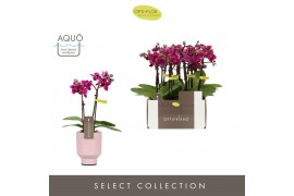 Phalaenopsis multiflora paars Optifriend Emma 2 spike in Emilia Pink A