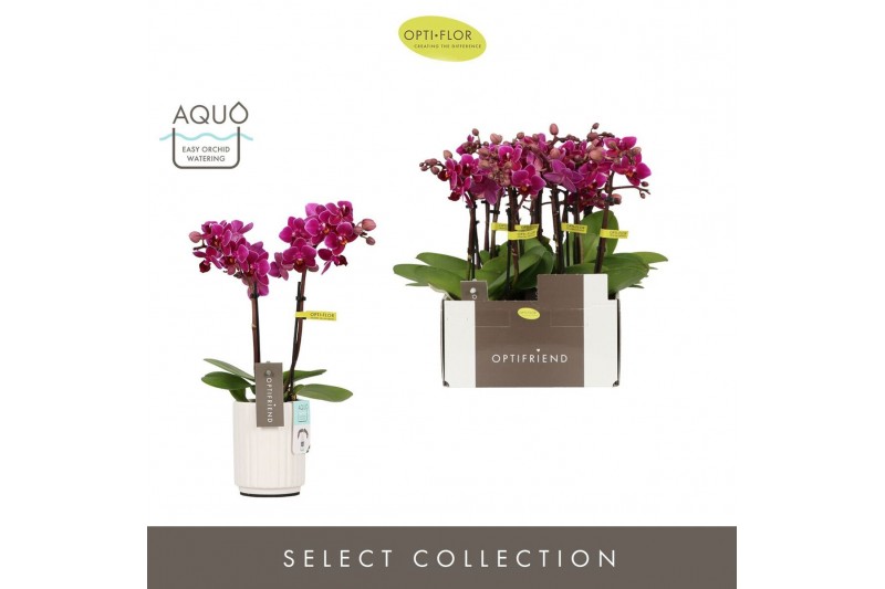 Phalaenopsis multiflora paars Optifriend Emma 2 spike in Molise White  