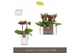 Phalaenopsis multiflora Optifriend Esmee 2 spike in Molise White Aquo 