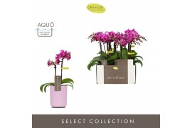 Phalaenopsis multiflora paars Optifriend Fay 2 spike in Molise Lilac A