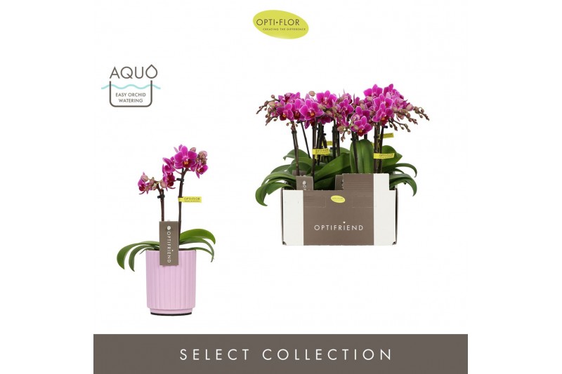 Phalaenopsis multiflora paars Optifriend Fay 2 spike in Molise Lilac A 