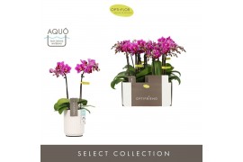 Phalaenopsis multiflora paars Optifriend Fay 2 spike in Molise White A