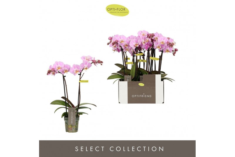 Phalaenopsis multiflora roze Optifriend Fenna 2 spike 10 bl. 2 tak/pln 