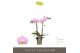 Phalaenopsis multiflora roze Optifriend Fenna 2 spike 10 bl. 2 tak/pln 