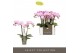 Phalaenopsis multiflora roze Optifriend Fenna 3 spike 15 bl. 3 tak/pln 