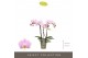 Phalaenopsis multiflora roze Optifriend Fenna 3 spike 15 bl. 3 tak/pln 