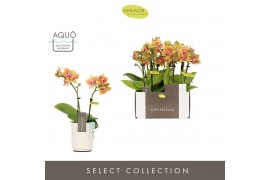 Phalaenopsis multiflora oranje Optifriend Indy 2 spike in Molise White