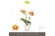 Phalaenopsis multiflora oranje Optifriend Indy 2 spike in Molise White 
