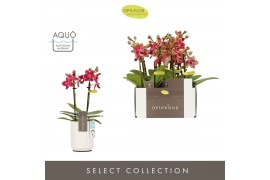 Phalaenopsis multiflora rood Optifriend Kyra 2 spike in Molise White A