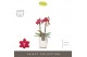 Phalaenopsis multiflora rood Optifriend Kyra 2 spike in Molise White A 