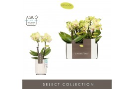 Phalaenopsis multiflora geel Optifriend Lena 2 spike in Molise White A