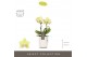 Phalaenopsis multiflora geel Optifriend Lena 2 spike in Molise White A 
