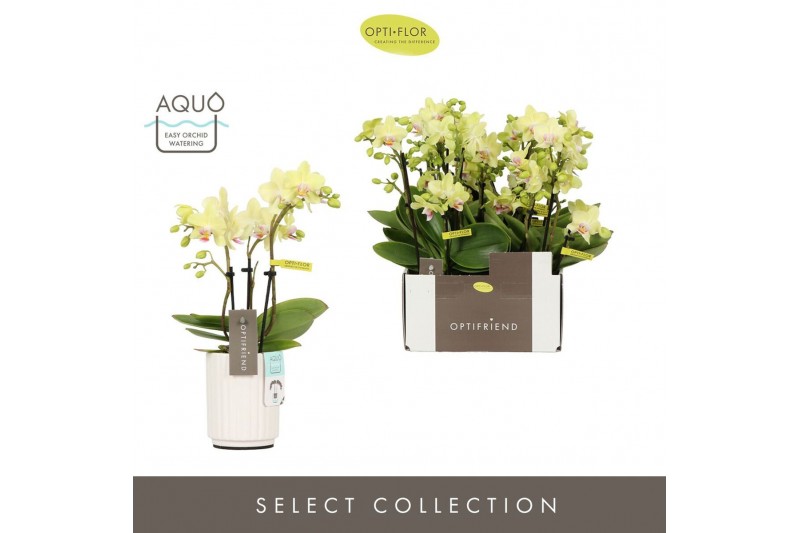 Phalaenopsis multiflora geel Optifriend Lena 3 spike in Molise White A 