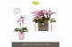 Phalaenopsis multiflora roze Optifriend Lieke 2 spike in Molise Lilac  