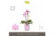 Phalaenopsis multiflora roze Optifriend Lieke 2 spike in Molise Lilac  