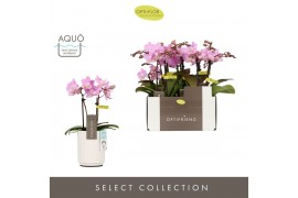 Phalaenopsis multiflora roze Optifriend Lieke 2 spike in Molise White 
