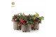 Gaultheria procumbens big berry Gaultheria Big Berry® P12 in Christmas 