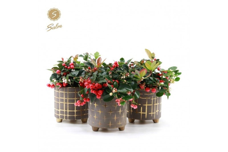 Gaultheria procumbens big berry Gaultheria Big Berry® P12 in Christmas 