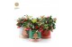 Gaultheria procumbens big berry Gaultheria Big Berry® P12 in Christmas 