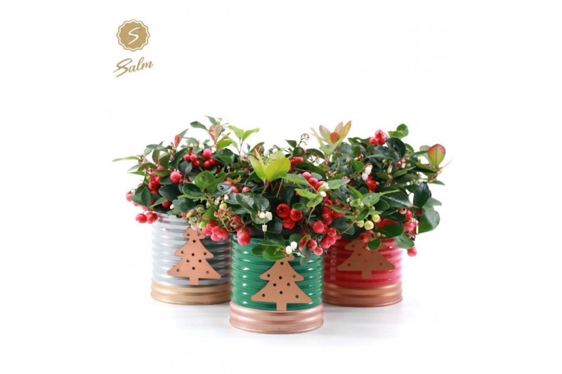 Gaultheria procumbens big berry Gaultheria Big Berry® P12 in Christmas 