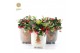 Gaultheria procumbens big berry Gaultheria Big Berry® P12 in Cozy Wint 